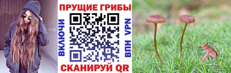 где можно купить   Невинномысск  Галлюциногенные грибы мицелий 